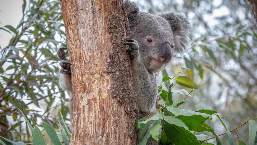 Koala Milo in der Australienaussenanlage im Zoo Zürich.