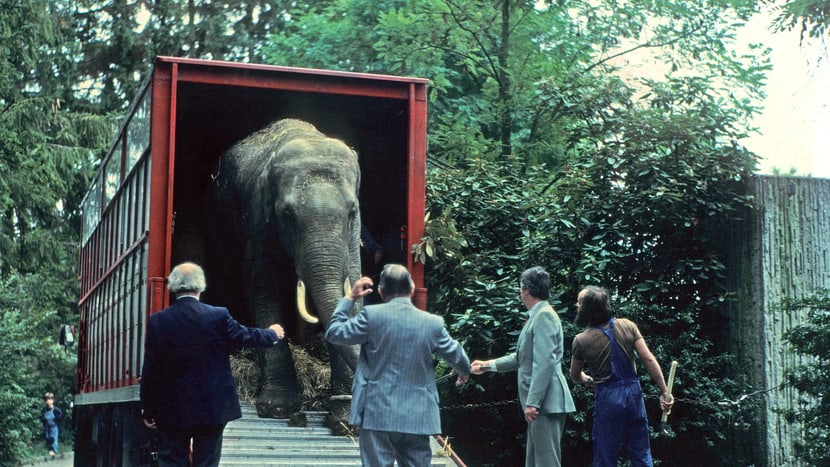 Der Asiatische Elefant Maxi 1981 bei der Ankunft im Zoo Zürich.