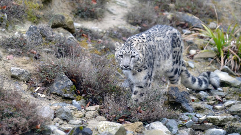 Schneeleopardenweibchen Saida im Zoo Zürich.