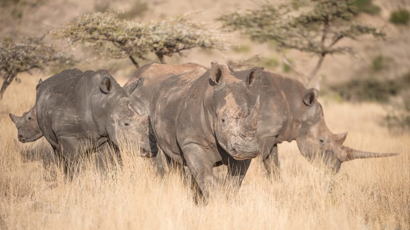 Foto: Zoo Zürich, Martin Bucher Breitmaulnashörner im Lewa Wildlife Conservancy in Kenia.