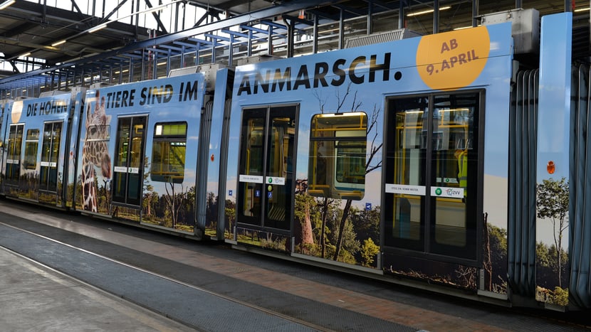 Foto: Zoo Zürich, Sandro Schönbächler Zoo-Sondertram Lewa Savanne im VBZ-Depot.