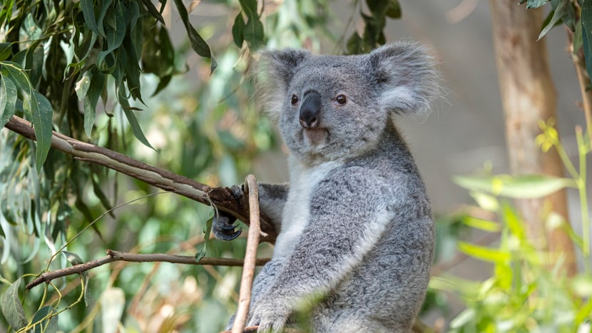Foto: Zoo Zürich, Enzo Franchini Koalaweibchen Téa im Australienhaus des Zoo Zürich.