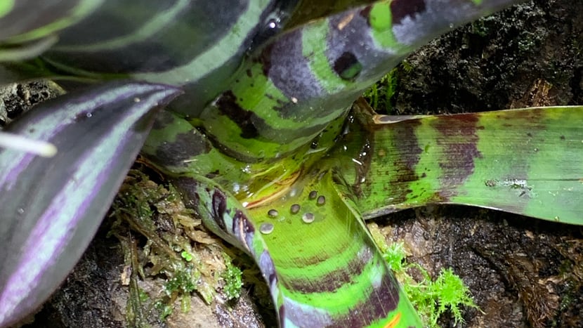 Kaulquappen des Harlekin-Baumsteigers im Wasser einer Bromelie.