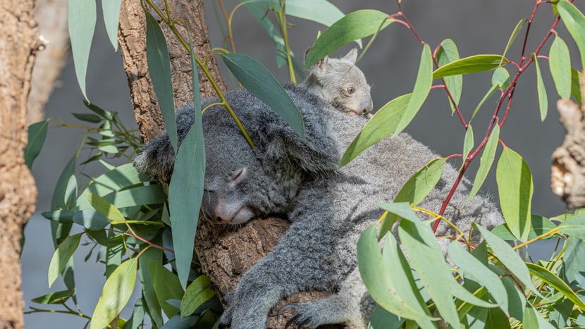 Koala Pippa mit Joey im Zoo Zürich.