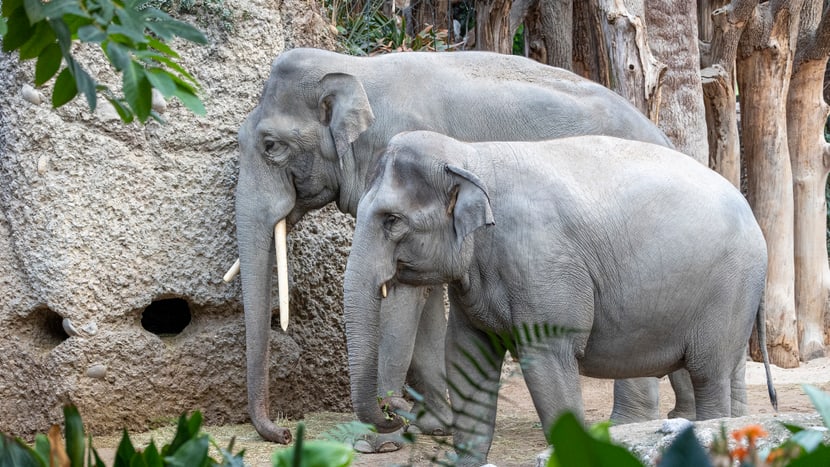Bulle Thai und die trächtige Farha im Zoo Zürich. 