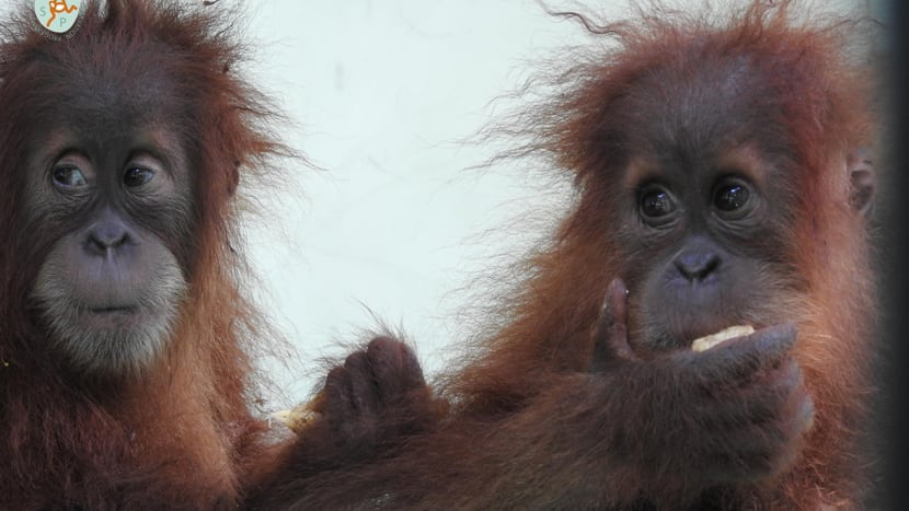 Foto: PanEco, Castri Orang-Utan