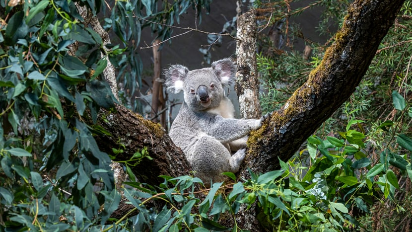 Koala Tarni im neubepflanzten Australienhaus des Zoo Zürich.