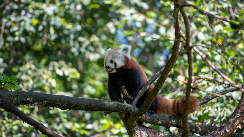 Kleiner Panda Siddhi zum ersten Mal in der Anlage.