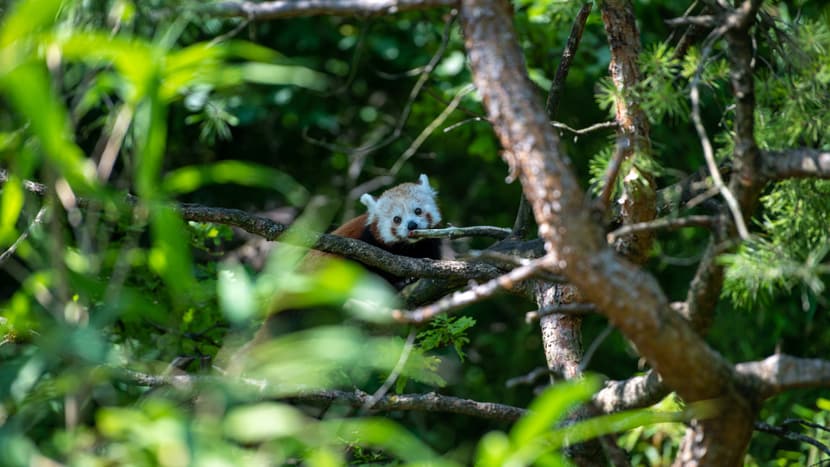 Kleiner Panda Siddhi zum ersten Mal in der Anlage.