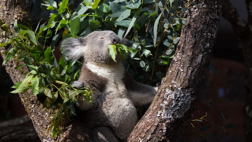 Koala im Australienhaus im Zoo Zürich.