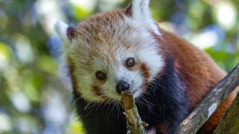 Kleiner Panda Siddhi zum ersten Mal in der Anlage.