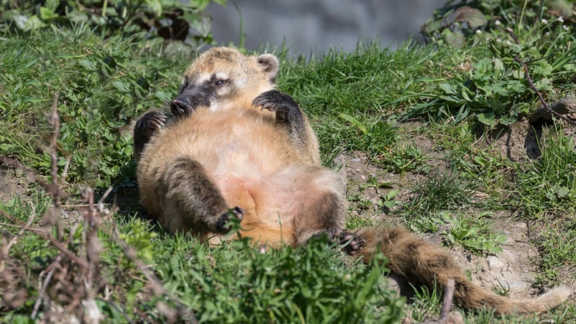 Nasenbär liegt im Zoo Zürich auf dem Rücken.