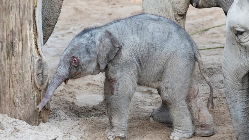 Der junge Asiatische Elefant Umesh im Kaeng Krachan Elefantenpark.