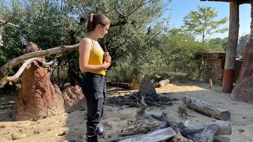 Die Doktorandin Nikola Falk von der Universität Zürich misst im Zoo die Reaktion der Erdmännchen auf die Rufe von nah-verwandten Mangustenarten.