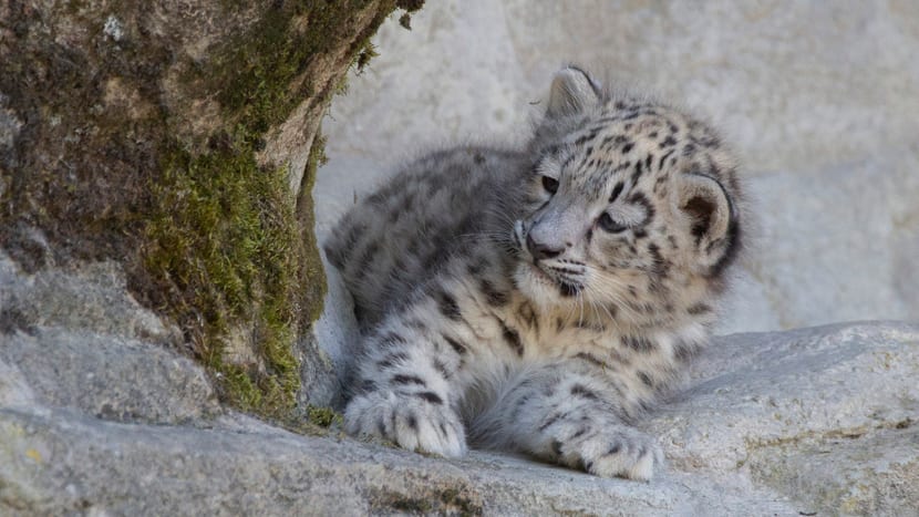 Junges Schneeleoparden-Weibchen im Zoo Zürich.