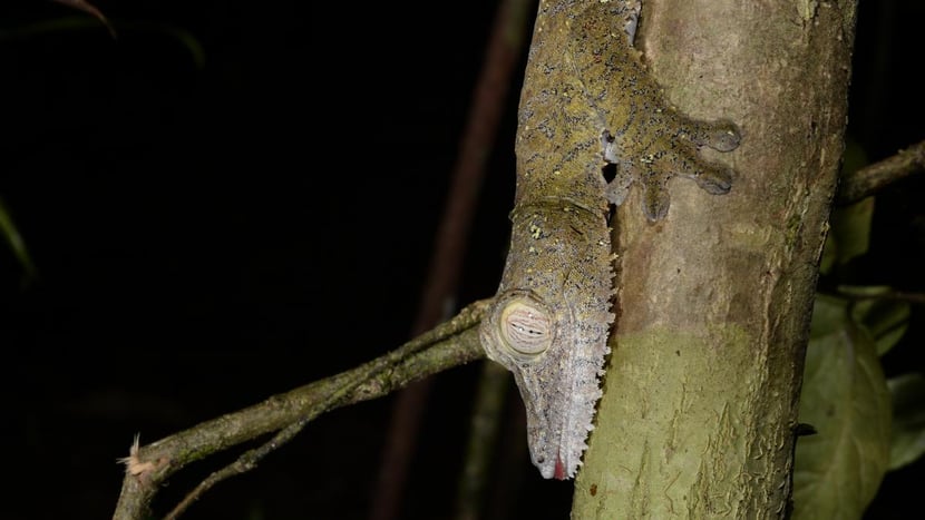 Plattschwanzgecko im Masoala Nationalpark.