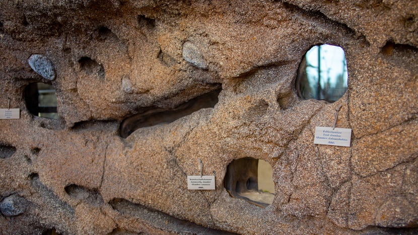 Einsehbare Gänge der Nacktmulle im Lewa Giraffenhaus.