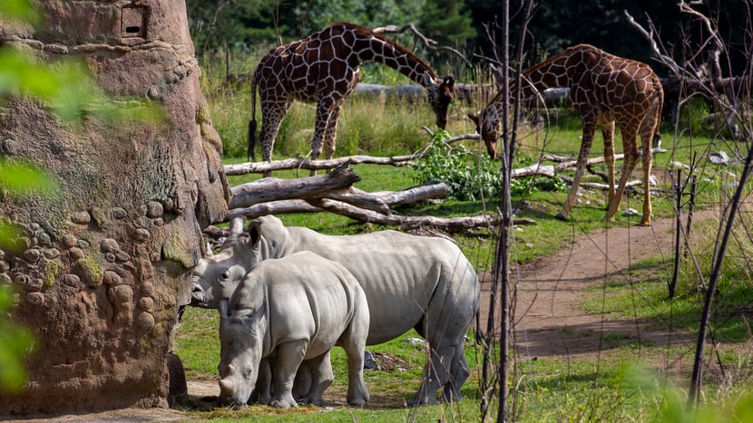 Foto: Zoo Zürich, Peter Bolliger Breitmaulnashörner und Netzgiraffen in der Lewa Savanne des Zoo Zürich.