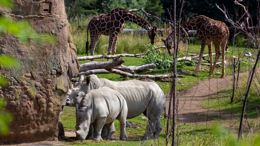 Breitmaulnashörner und Netzgiraffen in der Lewa Savanne des Zoo Zürich.