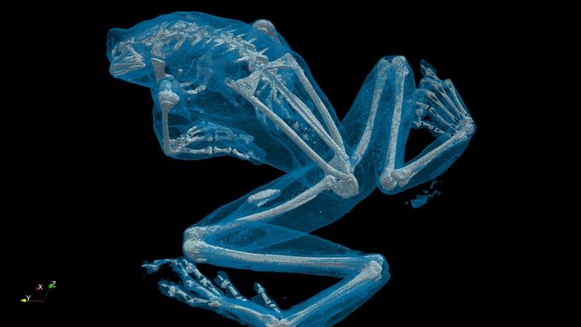 ARTORG Center for Biomedical Engineering Research der Universität Bern; Computer Tomographie des Baumhöhlen-Krötenlaubfroschs (Trachycephalus resinifictrix).