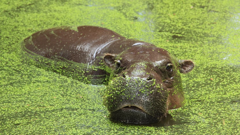 Eine der neuen Tierarten im Kongo: das Zwergflusspferd.