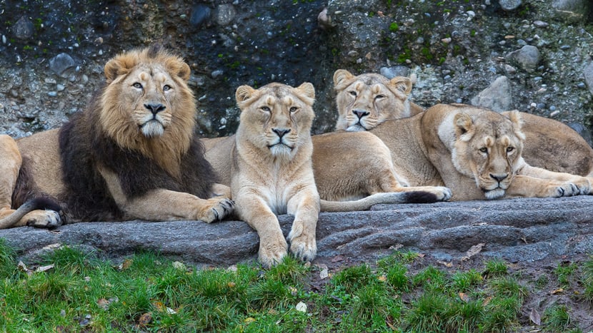 Foto: Zoo Zürich, Enzo Franchini Indische Löwen im Gir Trockenwald im Zoo Zürich.
