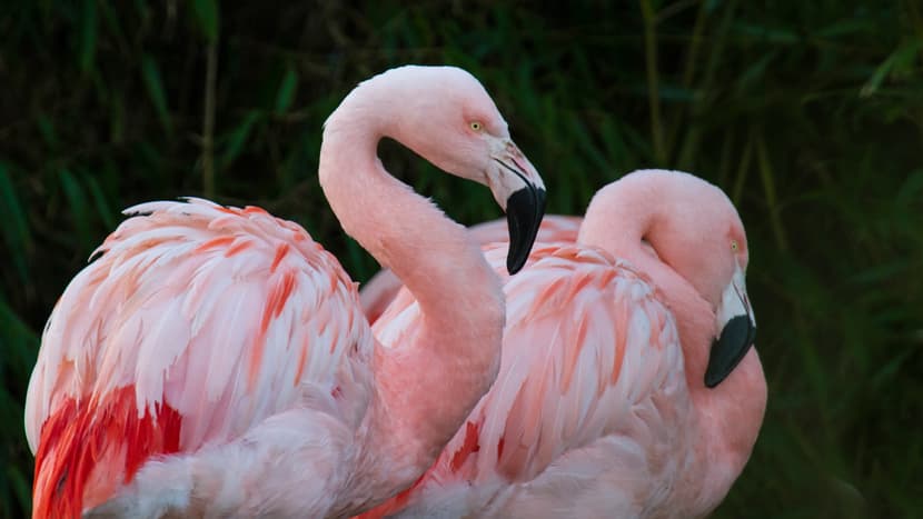 Foto: Zoo Zürich, Enzo Franchini Chile-Flamingos im Pantanal des Zoo Zürich.