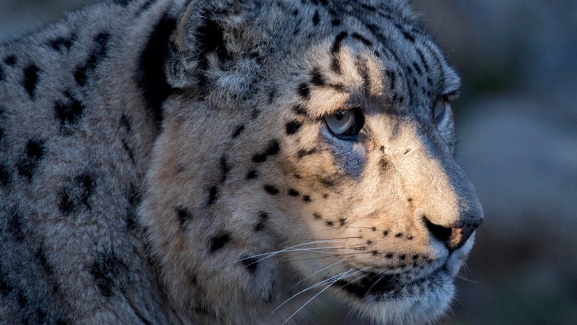 Schneeleopardenkater Villy im Zoo Zürich.