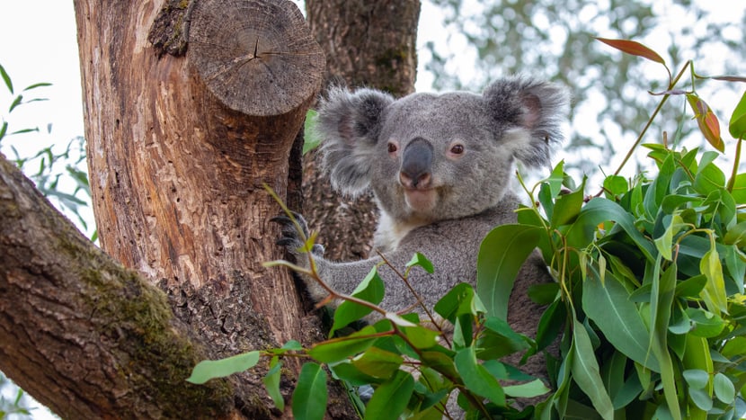 Foto: Zoo Zürich, Albert Schmidmeister Koala Milo in der Australienaussenanlage im Zoo Zürich.