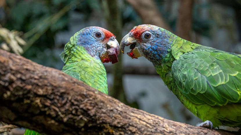 Rotschwanzamazonen im Zoo Zürich.