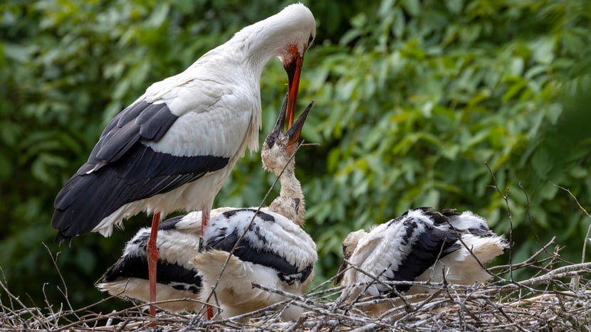 Foto: Zoo Zürich, Enzo Franchini Storchenmutter füttert ihr Jungtier mit dem Schnabel.