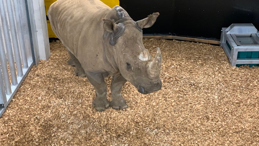 Breitmaulnashorn in der Quarantäne im Zoo Zürich.