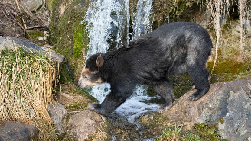 Brillenbär-Weibchen Sisa im Zoo Zürich (März 2021).