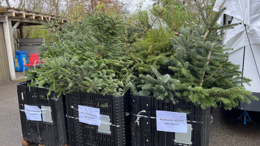 Die unverkauften Christbäume der Läden bereit für die Tiere im Zoo. 