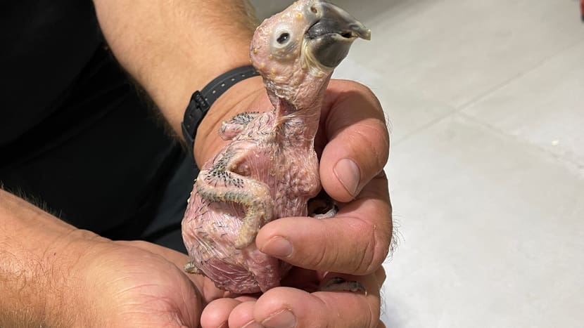 Foto: Zoo Zürich, Jennifer Schwere Hyazinthara-Küken bereit zum Wägen.