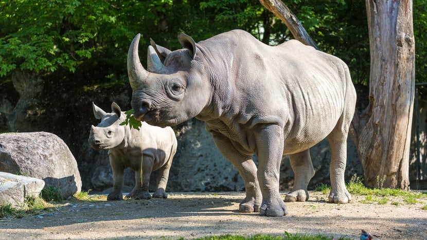 Foto: Zoo Zürich, Enzo Franchini Spitzmaulnashörner Olmoti (klein) und Samira im Mai 2015.