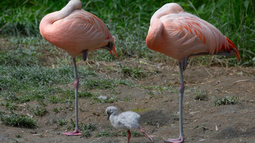 Foto: Zoo Zürich, Peter Bolliger Junger Flamingo mit seinen Eltern im Zoo Zürich.