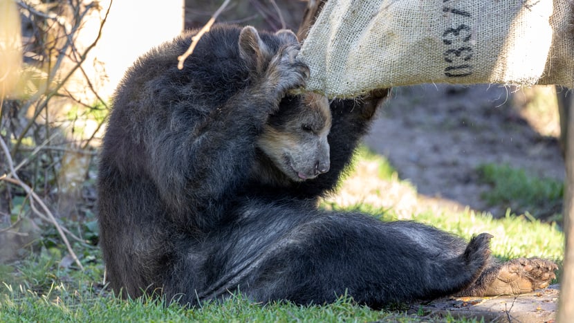 Foto: Zoo Zürich, Enzo Franchini Brillenbär-Weibchen Sisa im Zoo Zürich (Dezember 2021).