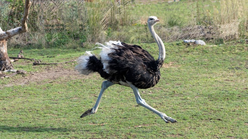 Südafrikanischer Blauhalsstrauss in der Lewa Savanne des Zoo Zürich.