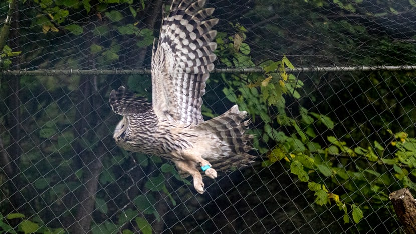 Habichtskauz im Zoo Zürich.