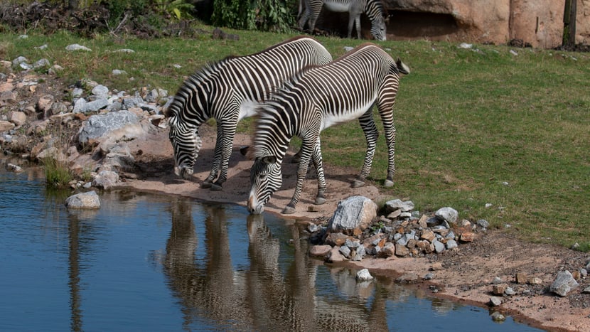 Foto: Zoo Zürich, Peter Bolliger Grevyzebras in der Lewa Savanne im Zoo Zürich.