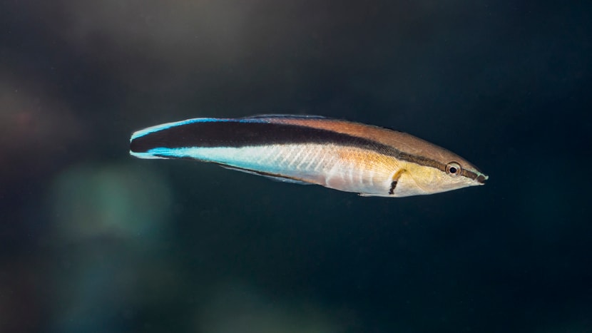 Foto: Zoo Zürich, Enzo Franchini Putzerlippfisch im Aquarium des Zoo Zürich.