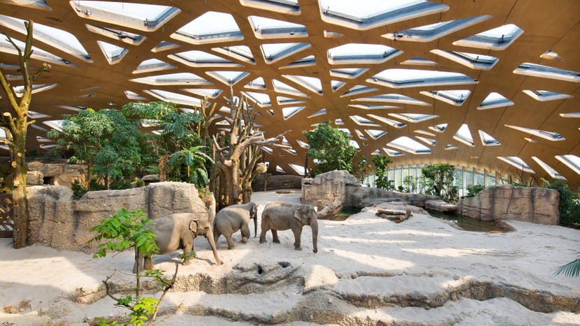 Asiatische Elefanten in der Innenanlage des Kaeng Krachan Elefantenparks im Zoo Zürich.