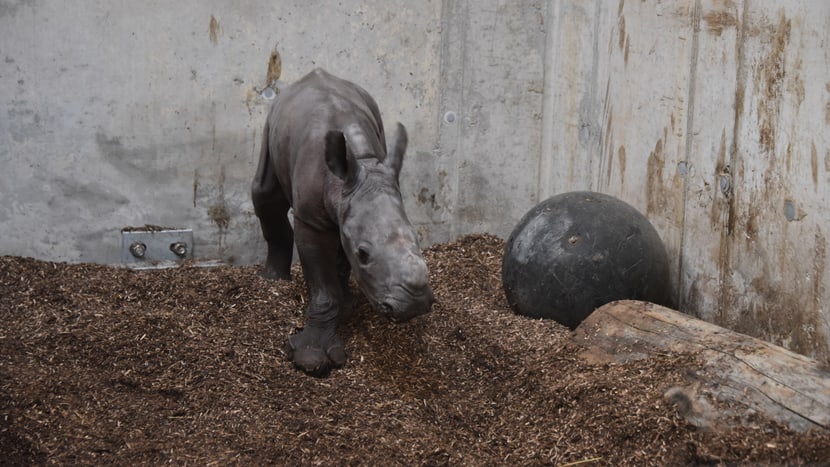 Foto: Zoo Zürich, Cordula Galeffi Breitmaulnashornkalb