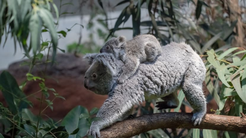 Koala Téa mit Jungtier
