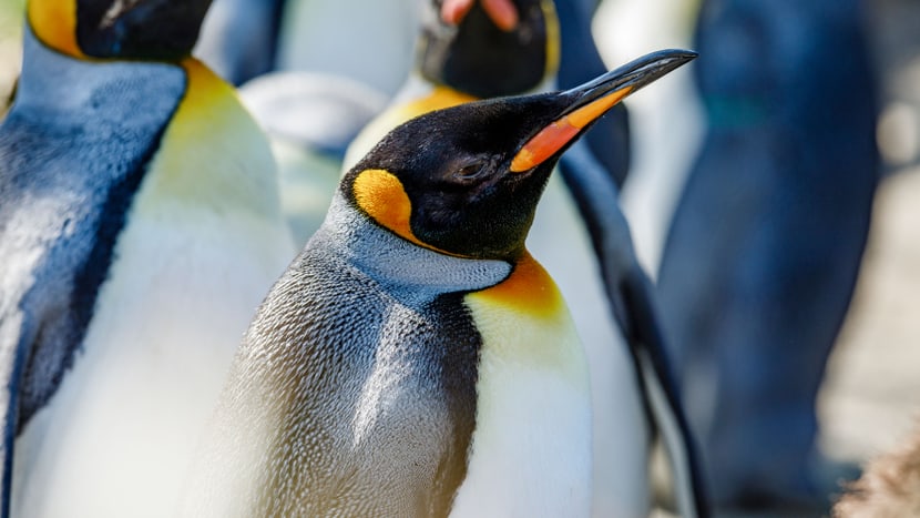 Bildauszug aus dem Buch Habitat, Königspinguine.