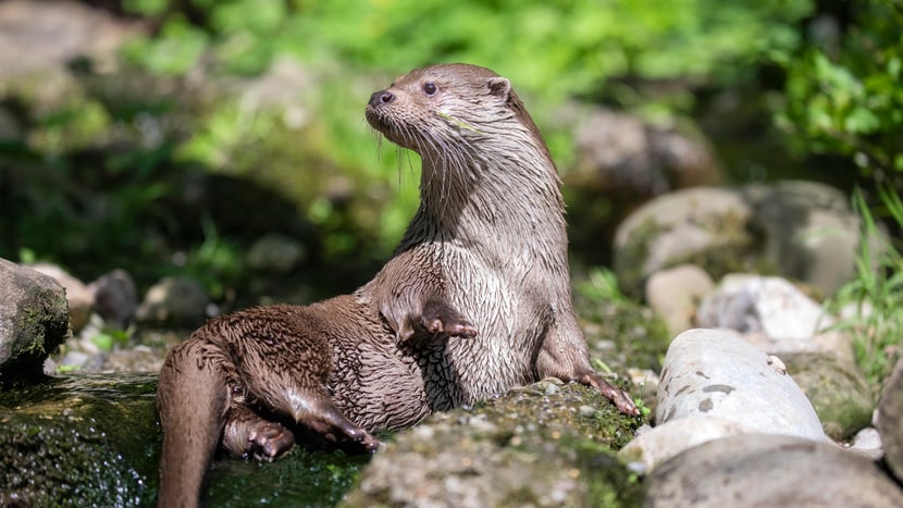 Europäischer Fischotter Lulu im Zoo Zürich.