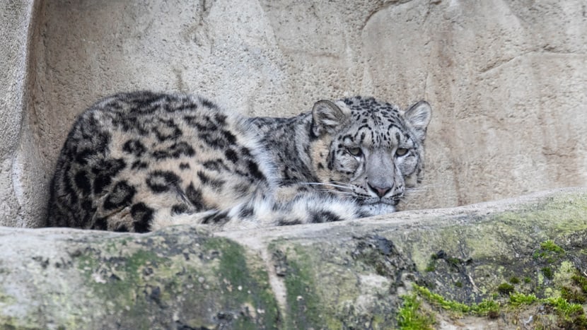 Schneeleopardenweibchen Saida im Zoo Zürich.