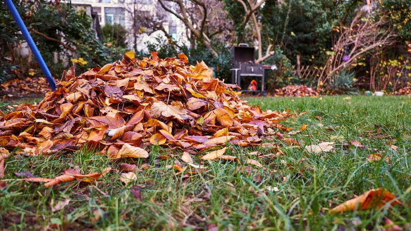 Image symbolique d'un tas de feuilles