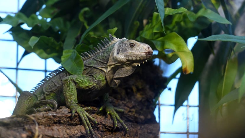 Kleiner Antillen-Leguan im Exotarium des Zoo Zürich.